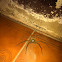 Common Huntsman Spider