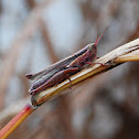 Grasshopper