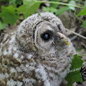 Barred Owl