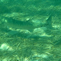 Great barracuda