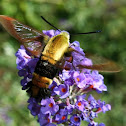 Snowberry Clearwing