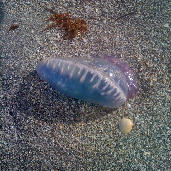 Spotting Image 1