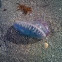 Portuguese Man o' War