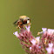 Drone fly