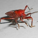 leaf footed insect ?