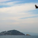Frigatebird