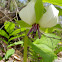 Nodding Trillium