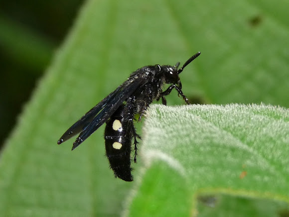 Spotting Image 1