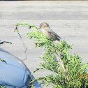 American Bushtit