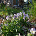 Violet 'Jumping Jack'