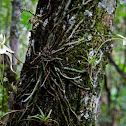 Ghost Orchid