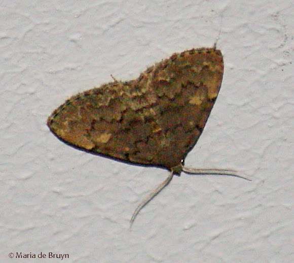 Spotting Image 1