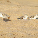 Sanderling
