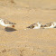 Sanderling