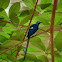 Golden-breasted Starling