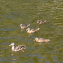Mallards