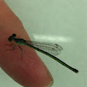 Damselfly