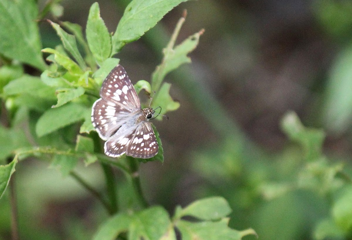 Tropical Checkered-Skipper