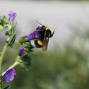 Caucasian Bee