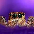Jumping Spider (Common Housefly Catcher)