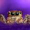 Jumping Spider (Common Housefly Catcher)