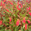 Bolivian Sunset Gloxinia