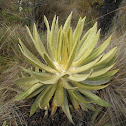 Frailejon