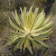 Frailejon