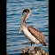 Pelican