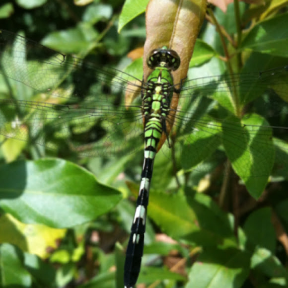 Spotting Image 1