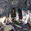 White-tailed deer tracks