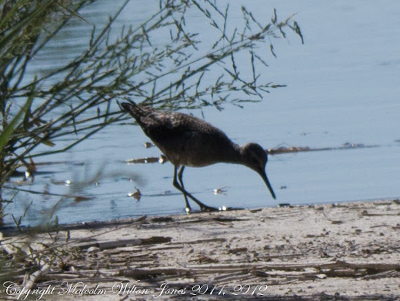 Spotting Image 1