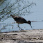 Wood Sandpiper; Andarríos Bastardo