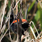 Red-backed Fairy-wren