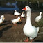 Geese