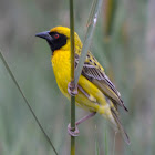 Southern Masked Weaver