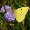 Clouded Yellow