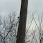 Black capped chickadee