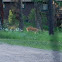 White-Tailed Deer