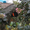 Pierid Butterfly