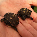Eastern box turtle