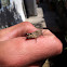 Grasshopper