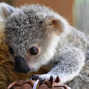 Koala (baby)