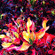 Croton
