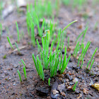 Grass
