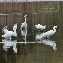 Snowy Egret
