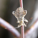 Bug nymph