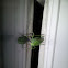 Katydid