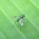 long-legged fly