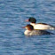 Common Merganser